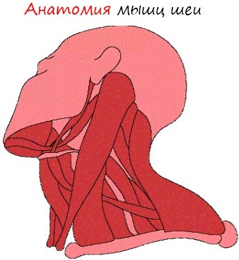 Anatomy of a nyaki izmok