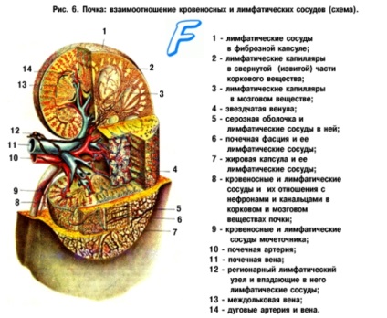 Anatómiai vese szerkezete (vese)