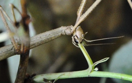 Annamsky botsáska (baculum extradentatum) tenyésztésére és tartására, a tartalom bottal rovarok otthon
