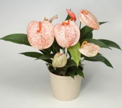 Scherzer Anthurium sajátosságait, keverjük össze, más fajták, ápolási otthon, video, (főleg) Scherzer Anthurium sajátosságait, keverjük össze, más fajták, ápolási otthon, video,