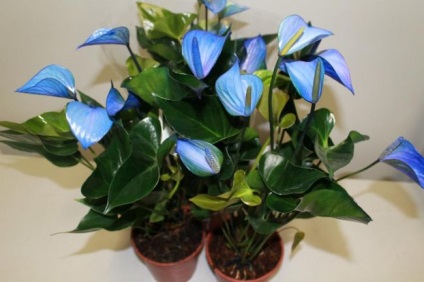 Scherzer Anthurium sajátosságait, keverjük össze, más fajták, ápolási otthon, video, (főleg) Scherzer Anthurium sajátosságait, keverjük össze, más fajták, ápolási otthon, video,