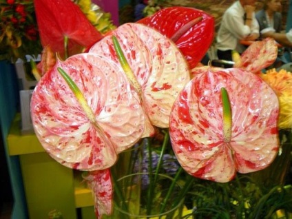 Scherzer Anthurium sajátosságait, keverjük össze, más fajták, ápolási otthon, video, (főleg) Scherzer Anthurium sajátosságait, keverjük össze, más fajták, ápolási otthon, video,