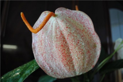 Scherzer Anthurium sajátosságait, keverjük össze, más fajták, ápolási otthon, a video (Anthurium) Scherzer Anthurium sajátosságait, keverjük össze, más fajták, ápolási otthon, video,