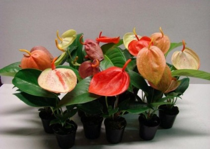 Scherzer Anthurium sajátosságait, keverjük össze, más fajták, ápolási otthon, a video (Scherzer) Scherzer Anthurium sajátosságait, keverjük össze, más fajták, ápolási otthon, video,