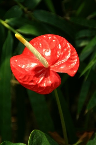 Scherzer Anthurium ápolási otthon, fotók