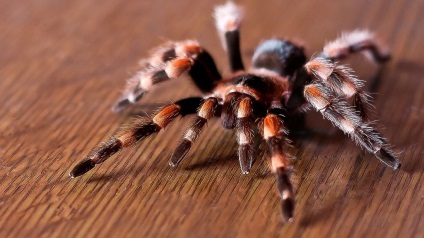 Arachnophobia, vagy miért félnek a pókoktól