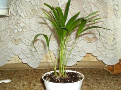 Areca pálma otthoni gondozást oltása és szaporítása