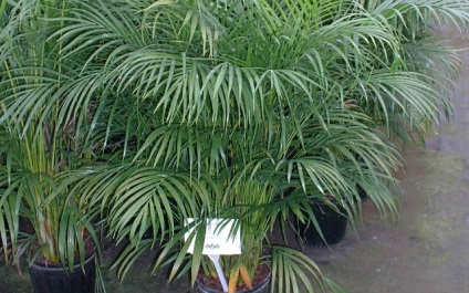 Areca otthoni gondozást