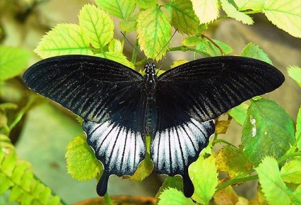 Pillangó, Lepidoptera pillangó fotók, lepke, fehér pillangó, pillangók fogása, lepkék között számos,