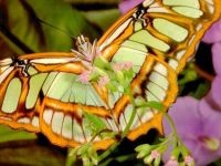 Pillangó, Lepidoptera pillangó fotók, lepke, fehér pillangó, pillangók fogása, lepkék között szám, (fehér lepke) Pillangó, Lepidoptera pillangó fotók, lepke, fehér pillangó, pillangók fogása, lepkék között számos,