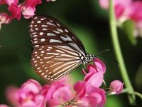 Pillangó, Lepidoptera pillangó fotók, lepke, fehér pillangó, pillangók fogása, lepkék között számos,