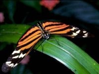 Pillangó, Lepidoptera pillangó fotók, lepke, fehér pillangó, pillangók fogása, lepkék között számos,