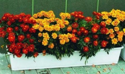 Marigold termesztés és gondozás