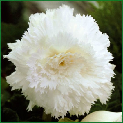 Begonia Kerti ültetés és gondozás, fotók, fajták, szaporítás, termesztés szabadföldön és a kombinált