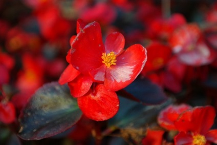 Begonia vechnotsvetuschaya, ültetés, gondozás és tenyésztés (fotók)