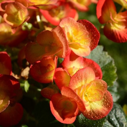 Begonia vechnotsvetuschaya, ültetés, gondozás és tenyésztés (fotók)