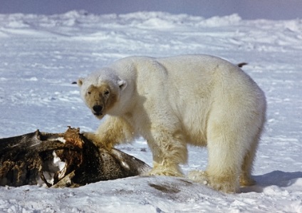 Jegesmedve amely él, él, eszik, hogy mennyi súlyt, video