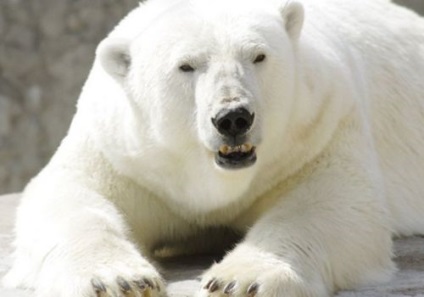 Jegesmedve amely él, él, eszik, hogy mennyi súlyt, video