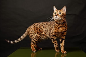 Bengáli macska, fajta leírás, képességgel, gondoskodó, vélemények, ár