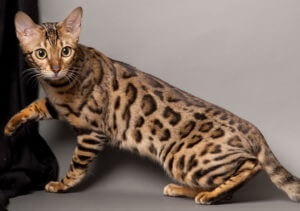Bengáli macska, fajta leírás, képességgel, gondoskodó, vélemények, ár