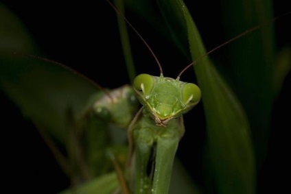 Mantis veszélyes az emberre, milyen lehet lappangó veszélyt (inkább agresszív magatartás) Mantis veszélyes ember, mint amilyen lehetett elrejteni veszélyt