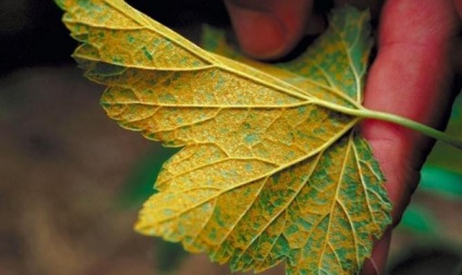 Betegségek Feketeribizli - ez nem akadályozza meg a veszteséget a növényfajok