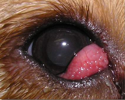 Eye betegség tacskó - 1