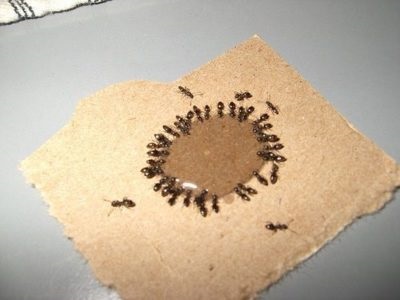 Bórsav hangyák az apartmanban