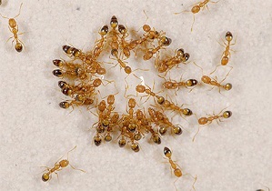 Bórsav hangyák az apartmanban recept méreg