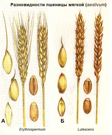 Botanikus leírása és forgalmazása búza (típusok tetraploid búza) Botanikus leírása és forgalmazása búza