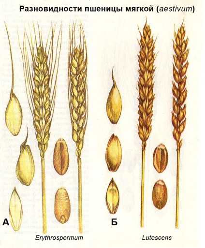 Botanikus leírása és forgalmazása búza