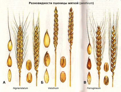Botanikus leírása és forgalmazása búza
