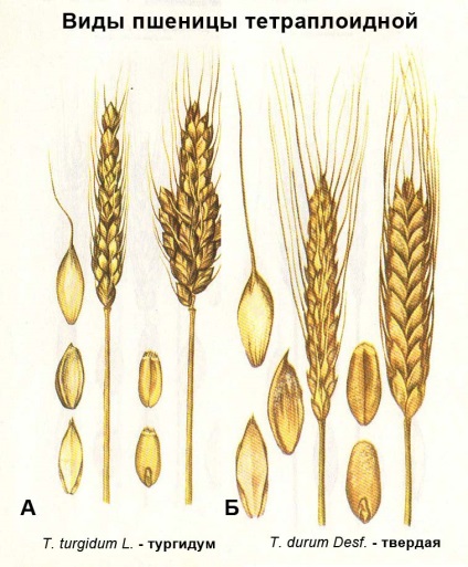 Botanikus leírása és forgalmazása búza (típusok tetraploid búza) Botanikus leírása és forgalmazása búza