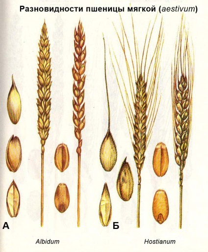 Botanikus leírása és forgalmazása búza