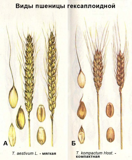 Botanikus leírása és forgalmazása búza