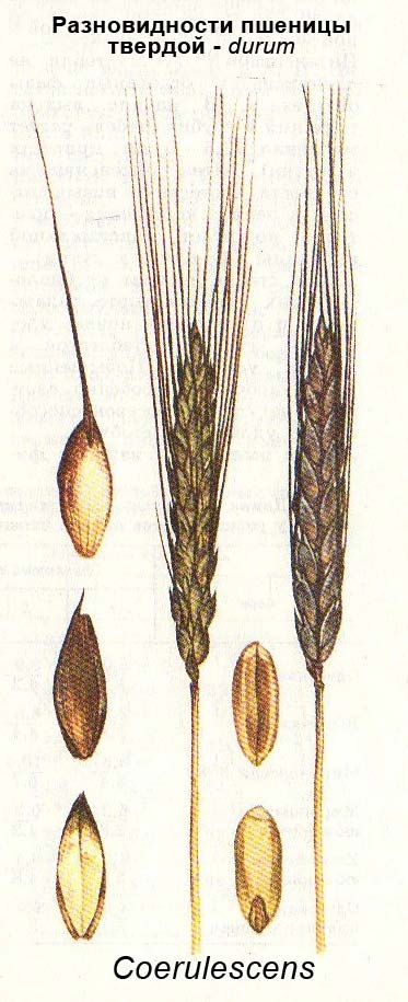 Botanikus leírása és forgalmazása búza (búza) Botanikus leírása és forgalmazása búza