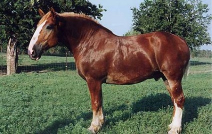 Brabant (belga fajta lovak) fotó, leírás, keletkezéstörténetével - helyén