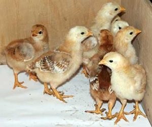 A csirkéket ismert Foksi Chik, és mik a problémák tenyésztés őket (van) A csirkéket ismert Foksi Chik, és mik a problémák a termesztés