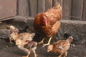A csirkéket ismert Foksi Chik, és mik a problémák a termesztés