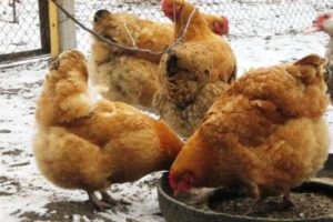 A csirkéket ismert Foksi Chik, és mik a problémák tenyésztés őket (mi) A csirkéket ismert Foksi Chik, és mik a problémák a termesztés