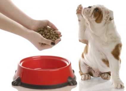 Mi a takarmány egy kutya után, mérgezés és a hányás, gyógyszeradagolás és tippek