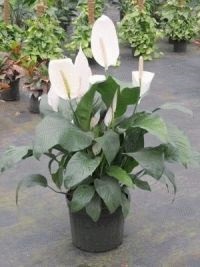 A Spathiphyllum takarmány virágzás után