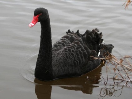 Black Swan - egy madár nemes