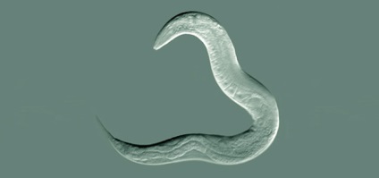 Worms, egysejtűek és egyéb paraziták a hazai csirke (parazita) Worms, egysejtűek és más belső élősködők csirke
