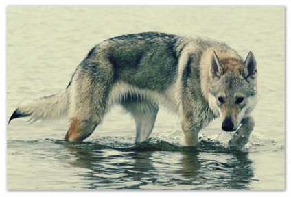 Csehszlovák volchak - Cseh farkas kutya egy megbízható barátja és védelmezője