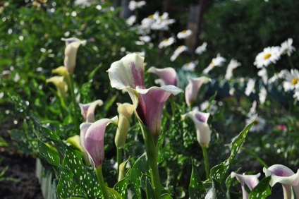 Calla virágok ültetése és gondozása a nyílt területen (fotó)
