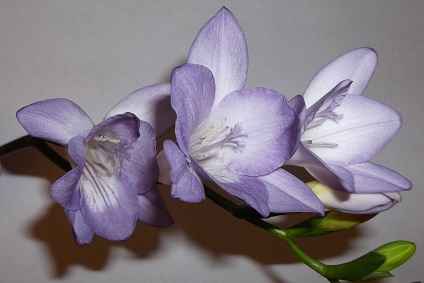 Virág frézia (100 képek), és különösen a leszállás ellátás