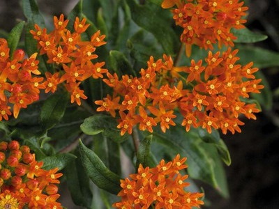 Selyemkóró virág és növény fajták - piros, narancs és a szíriai selyemkóró
