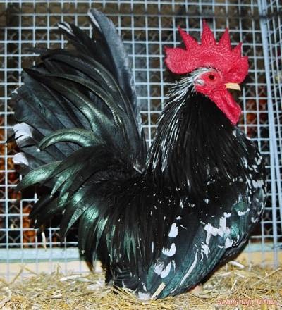 Dekoratív csirke - csirke - Baromfi - Könyvtár - családi gazdaság