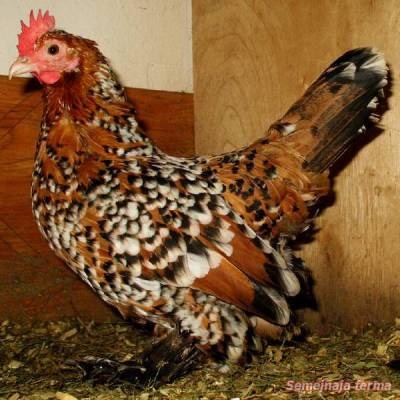 Dekoratív csirke - csirke - Baromfi - Könyvtár - családi gazdaság